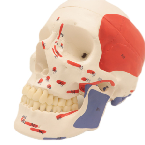 High Reproduction Accuracy PVC Material CE ISO Certified Medical Teaching Models Human Muscular Skull Orthotics Physical Therapy